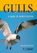 Gulls: A Guide to Identification