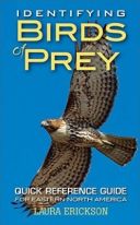 Identifying Birds of Prey: Quick Reference Guide for Eastern North America